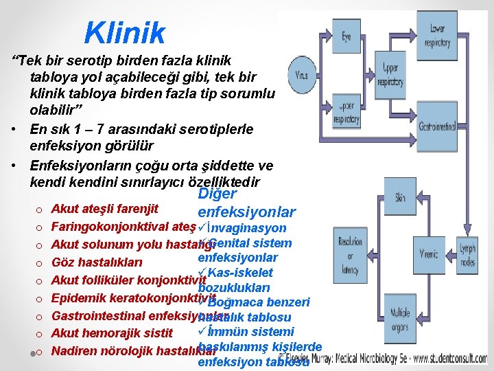 Klinik “Tek bir serotip birden fazla klinik tabloya yol açabileceği gibi, tek bir klinik