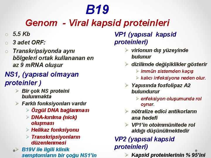 B 19 Genom - Viral kapsid proteinleri o 5. 5 Kb o 3 adet