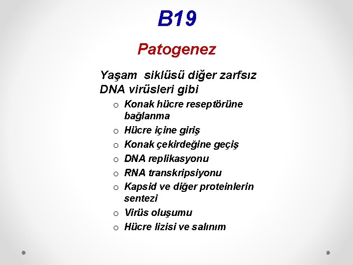 B 19 Patogenez Yaşam siklüsü diğer zarfsız DNA virüsleri gibi o Konak hücre reseptörüne