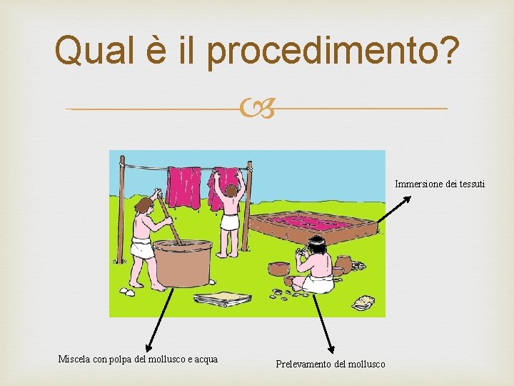 Qual è il procedimento? Immersione dei tessuti Miscela con polpa del mollusco e acqua