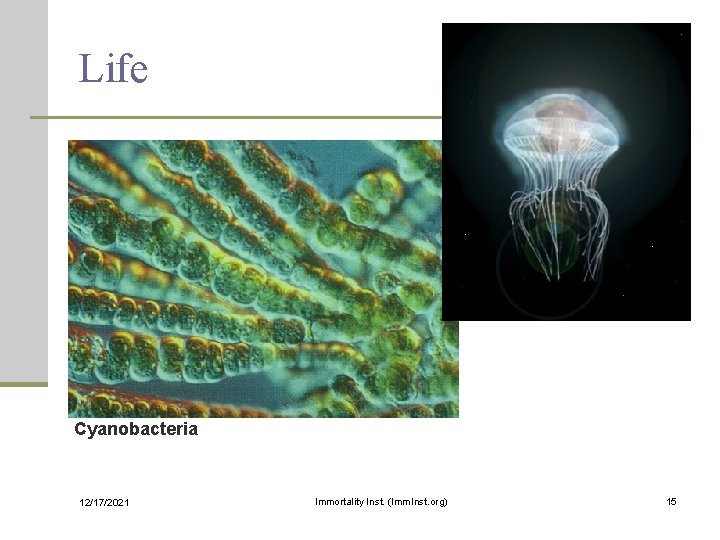 Life Cyanobacteria 12/17/2021 Immortality Inst. (Imm. Inst. org) 15 