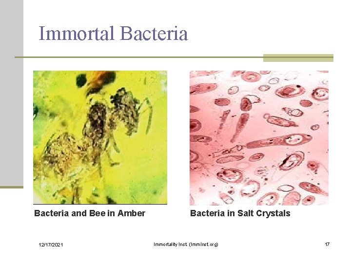 Immortal Bacteria and Bee in Amber 12/17/2021 Bacteria in Salt Crystals Immortality Inst. (Imm.