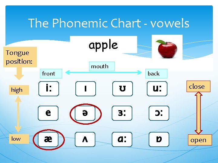 The Phonemic Chart - vowels apple Tongue position: mouth front high low back i: