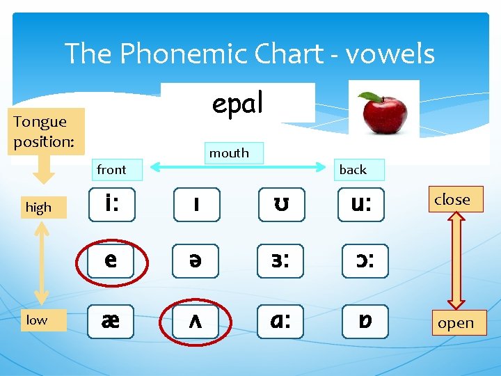 The Phonemic Chart - vowels epal Tongue position: mouth front high low back i: