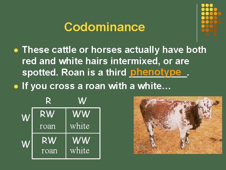 Codominance l l These cattle or horses actually have both red and white hairs