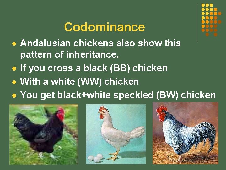 Codominance l l Andalusian chickens also show this pattern of inheritance. If you cross