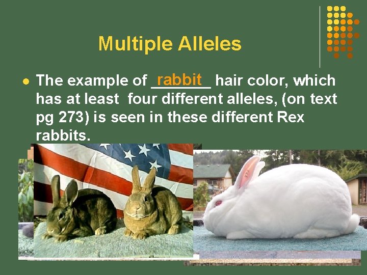 Multiple Alleles l rabbit hair color, which The example of _______ has at least