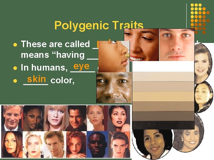 Polygenic Traits l l l polygenic traits, which These are called ______ means “having