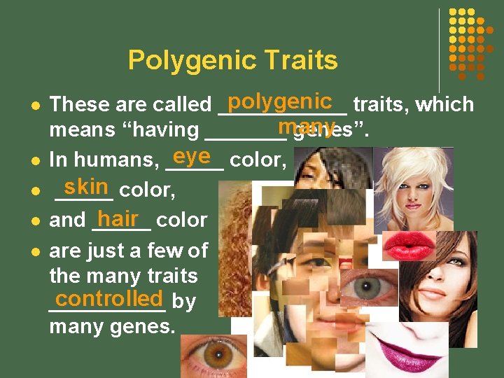 Polygenic Traits l l l polygenic traits, which These are called ______ means “having