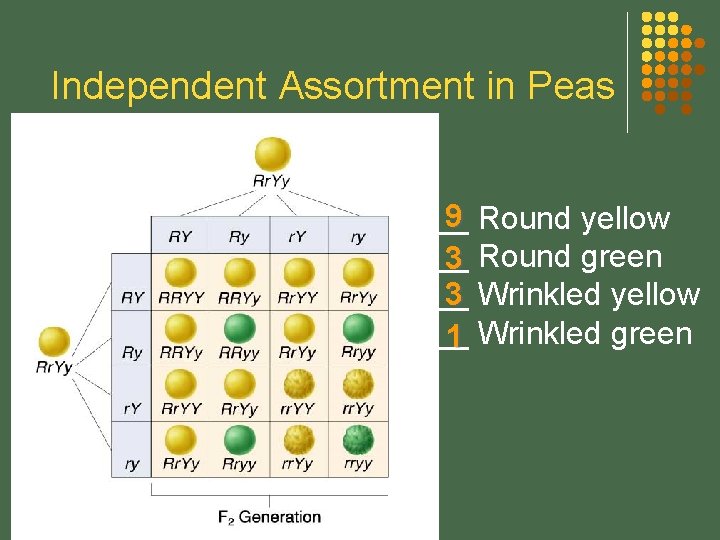 Independent Assortment in Peas 9 Round yellow __ __ 3 Round green 3 Wrinkled