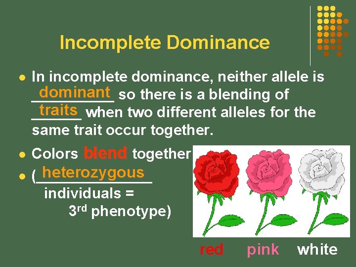 Incomplete Dominance l l l In incomplete dominance, neither allele is dominant so there