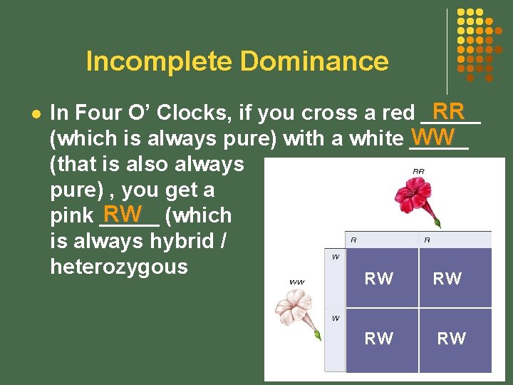 Incomplete Dominance l RR In Four O’ Clocks, if you cross a red _____