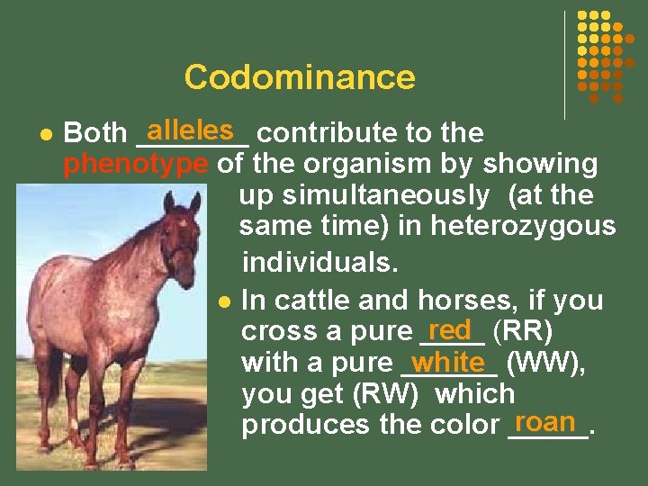 Codominance l alleles contribute to the Both _______ phenotype of the organism by showing