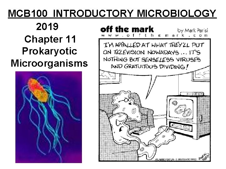 MCB 100 INTRODUCTORY MICROBIOLOGY 2019 Chapter 11 Prokaryotic Microorganisms 