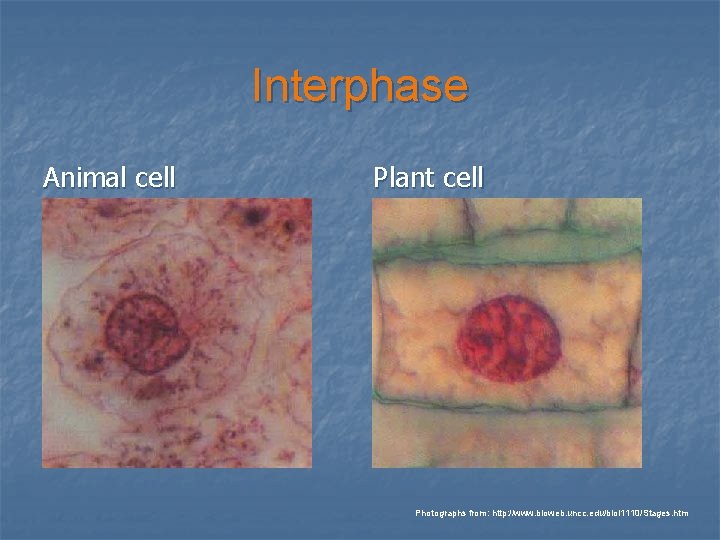 Interphase Animal cell Plant cell Photographs from: http: //www. bioweb. uncc. edu/biol 1110/Stages. htm