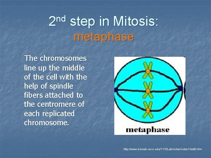 2 nd step in Mitosis: metaphase The chromosomes line up the middle of the