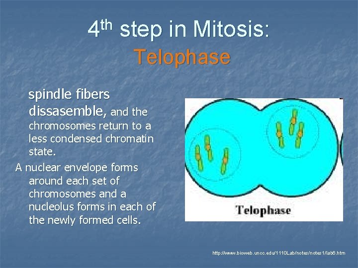 th 4 step in Mitosis: Telophase spindle fibers dissasemble, and the chromosomes return to