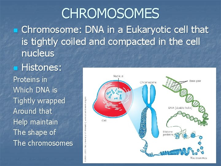 CHROMOSOMES n n Chromosome: DNA in a Eukaryotic cell that is tightly coiled and