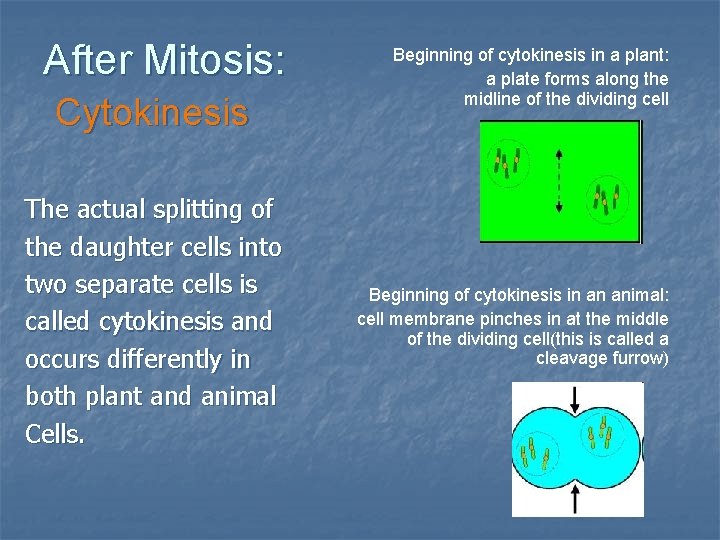 After Mitosis: Cytokinesis The actual splitting of the daughter cells into two separate cells