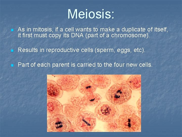 Meiosis: n As in mitosis, if a cell wants to make a duplicate of