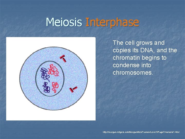 Meiosis Interphase The cell grows and copies its DNA, and the chromatin begins to