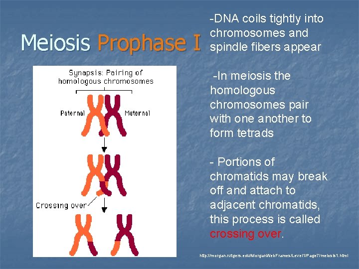Meiosis Prophase I -DNA coils tightly into chromosomes and spindle fibers appear -In meiosis