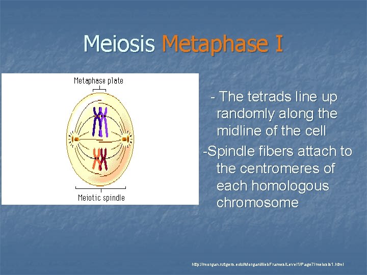 Meiosis Metaphase I - The tetrads line up randomly along the midline of the