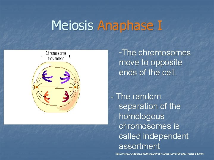 Meiosis Anaphase I -The chromosomes move to opposite ends of the cell. - The