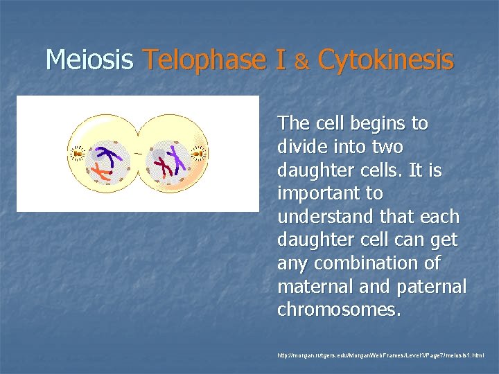 Meiosis Telophase I & Cytokinesis The cell begins to divide into two daughter cells.