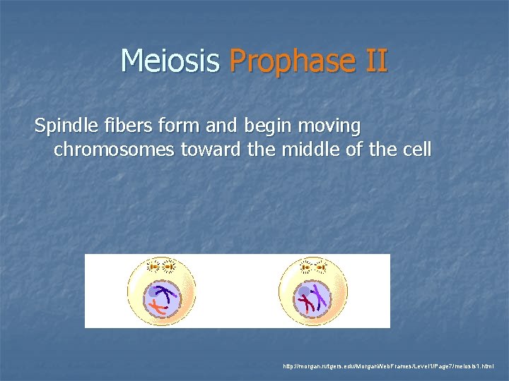 Meiosis Prophase II Spindle fibers form and begin moving chromosomes toward the middle of