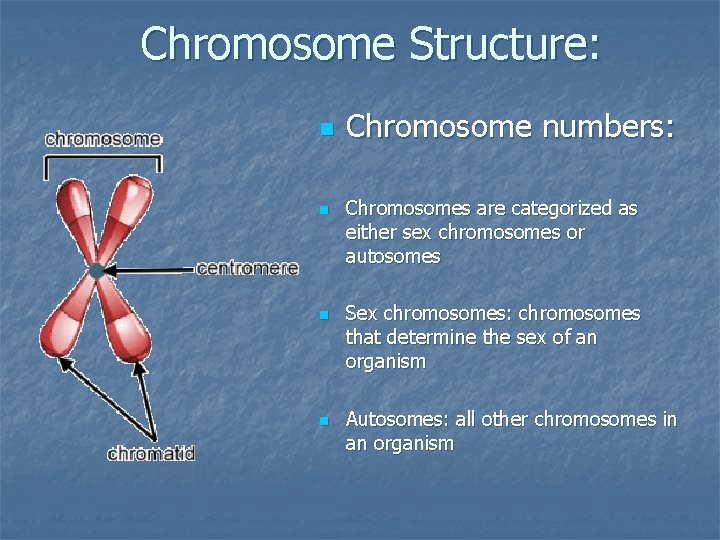 Chromosome Structure: n n Chromosome numbers: Chromosomes are categorized as either sex chromosomes or