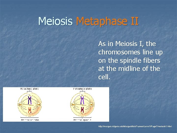 Meiosis Metaphase II As in Meiosis I, the chromosomes line up on the spindle
