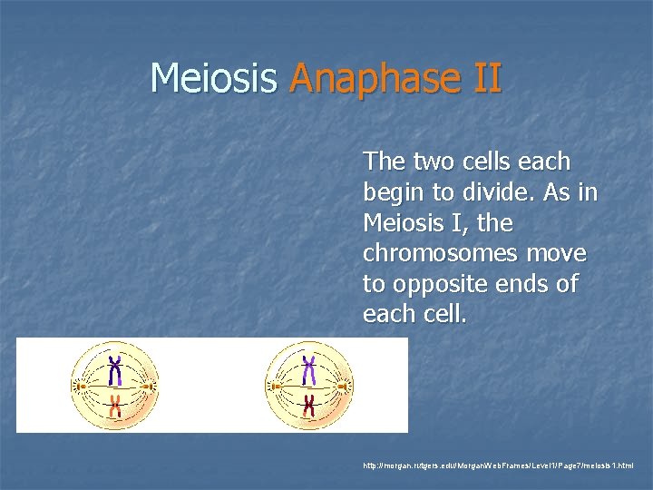 Meiosis Anaphase II The two cells each begin to divide. As in Meiosis I,