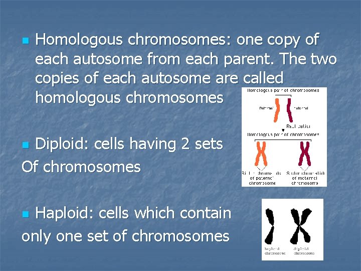 n Homologous chromosomes: one copy of each autosome from each parent. The two copies