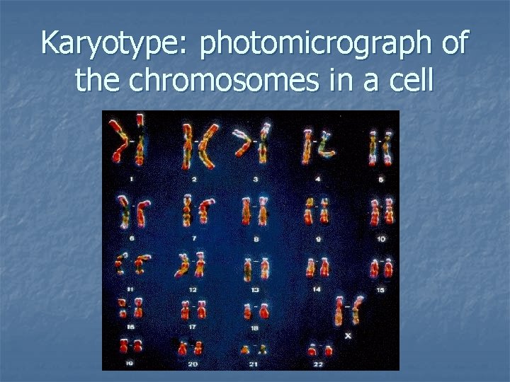Karyotype: photomicrograph of the chromosomes in a cell 