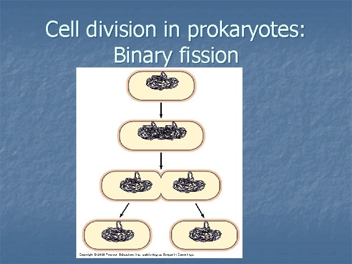 Cell division in prokaryotes: Binary fission 
