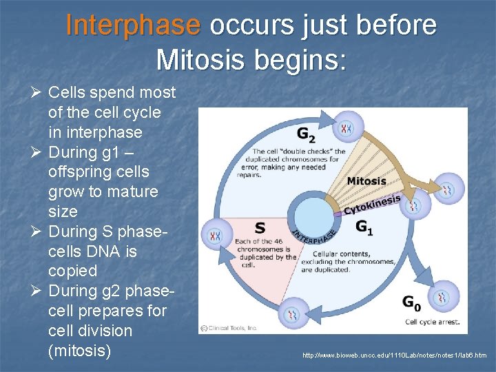 Interphase occurs just before Mitosis begins: Ø Cells spend most of the cell cycle