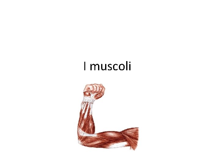 I muscoli 