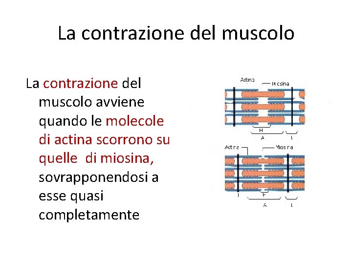 La contrazione del muscolo avviene quando le molecole di actina scorrono su quelle di