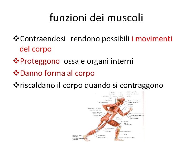 funzioni dei muscoli v. Contraendosi rendono possibili i movimenti del corpo v. Proteggono ossa