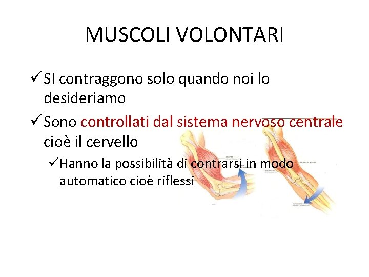 MUSCOLI VOLONTARI ü SI contraggono solo quando noi lo desideriamo ü Sono controllati dal
