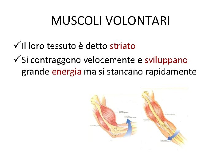 MUSCOLI VOLONTARI ü Il loro tessuto è detto striato ü Si contraggono velocemente e