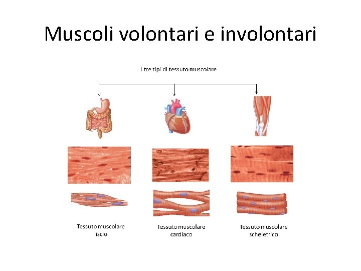 Muscoli volontari e involontari 