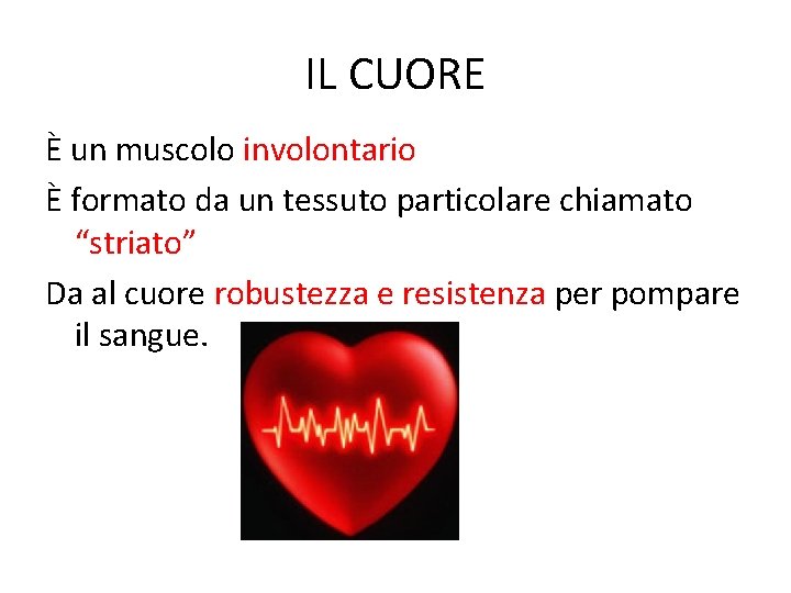 IL CUORE È un muscolo involontario È formato da un tessuto particolare chiamato “striato”