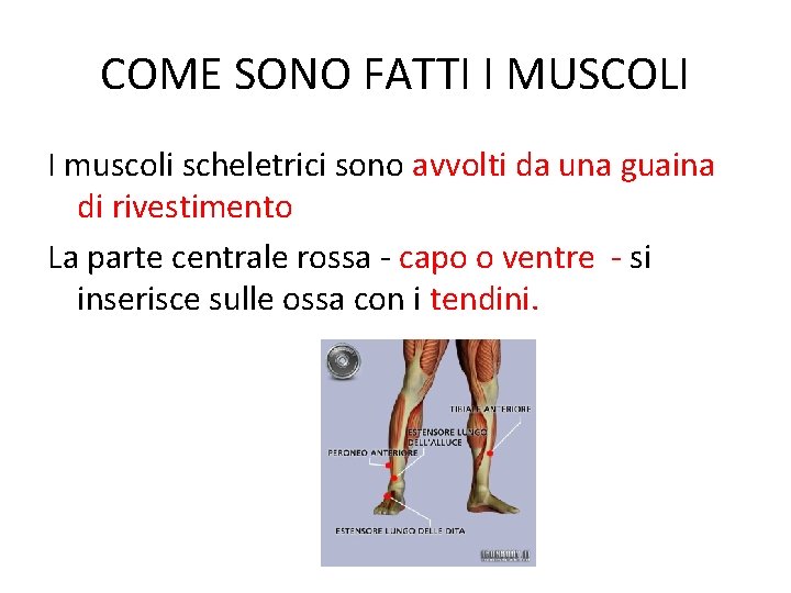 COME SONO FATTI I MUSCOLI I muscoli scheletrici sono avvolti da una guaina di