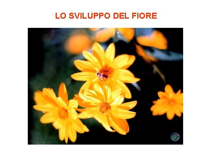 LO SVILUPPO DEL FIORE 