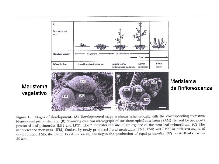Meristema vegetativo Meristema dell’infiorescenza 