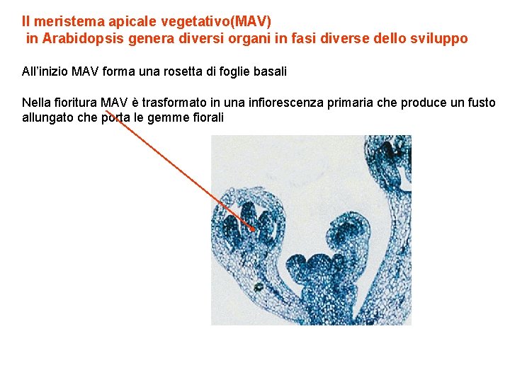 Il meristema apicale vegetativo(MAV) in Arabidopsis genera diversi organi in fasi diverse dello sviluppo