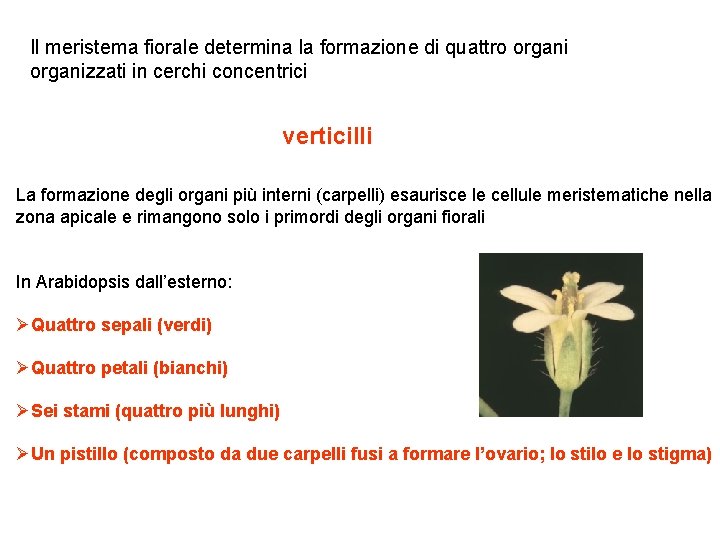 Il meristema fiorale determina la formazione di quattro organizzati in cerchi concentrici verticilli La