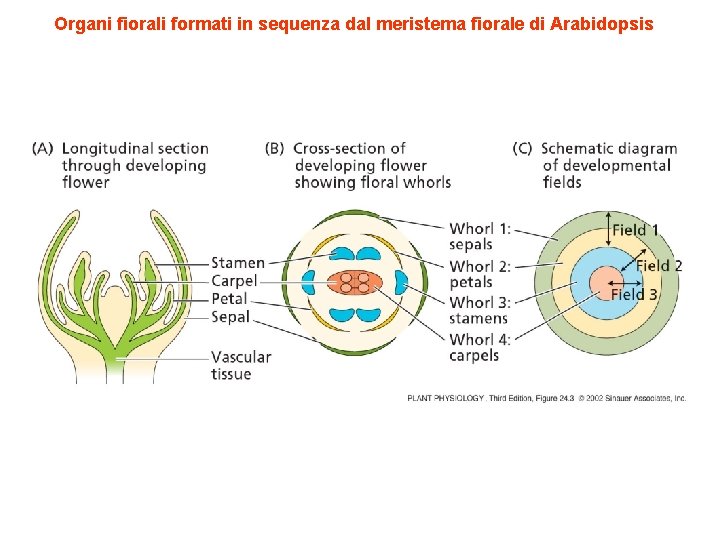 Organi fiorali formati in sequenza dal meristema fiorale di Arabidopsis 